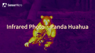SensorMicro 적외선 카메라 코어로 촬영한 Panda Huahua의 적외선 사진